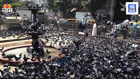 Mira Road Violence over pigeon feeding