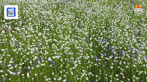 Kaas Valley Of Flowers : पृथ्वीवरच्या स्वर्गाचं सौंदर्य बहरलं, कास पठारावर पांढऱ्याशुभ्र चवर फुलांचा बहर