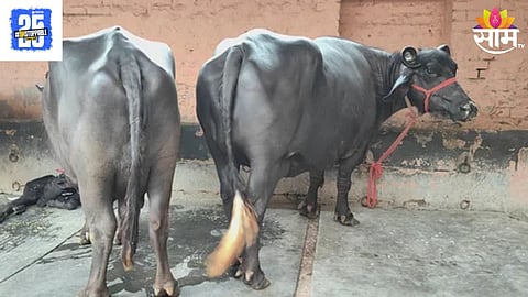 Billali Village Residents  Rushes For Rabies Vaccine