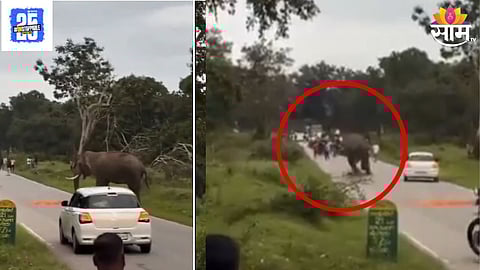 Elephant Tramples Tourist