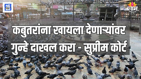 कबुतरांना खायला देणाऱ्यांवर गुन्हे दाखल करा - सुप्रीम कोर्ट