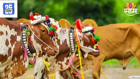 Bail Pola Festival
