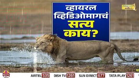 A lion struggling in floodwaters  viral video falsely claimed as Maharashtra, but actually from Gujarat.