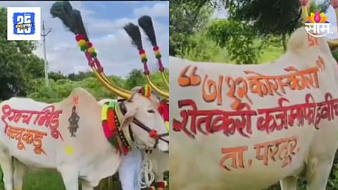 Bail Pola Festival : "आपणा भिडू बच्चू कडू", कर्जमाफीसाठी शेतकऱ्याने बैलपोळ्यानिमित्त सजवटीतून मांडली भावना