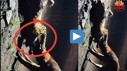 Dog vs Leopard Viral Video