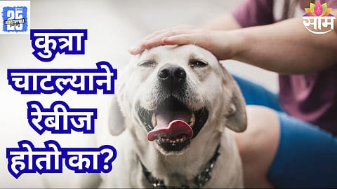 dog lick rabies