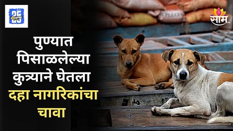 Stray Dogs : पुण्यात पिसाळलेल्या कुत्र्याचा हैदोस, दिसेल त्याचे तोडले लचके, चिमुरड्यासह १० जण जखमी