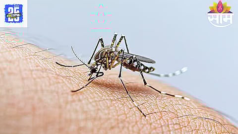 Dengue 