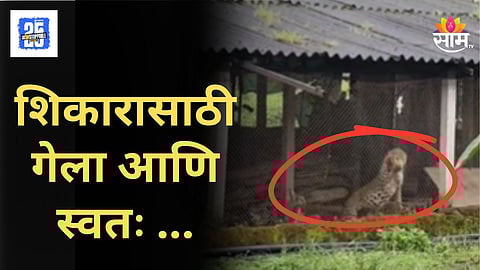 Leopard Rescue : दबक्या पावलाने आला अन् अडकला, कोंबड्यावर ताव मारायला आलेला बिबट्याला केलं जेरबंद, पाहा Video 