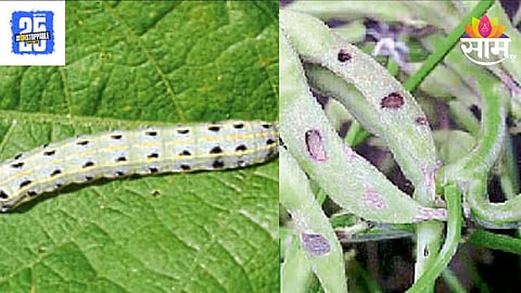 Soyabean Crop