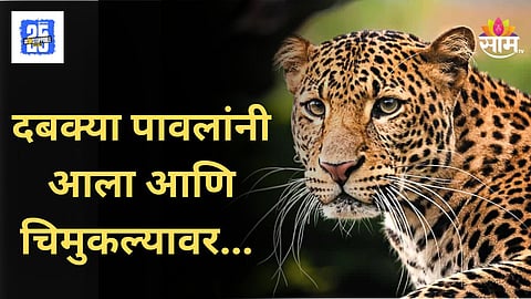Leopard Attack : दबक्या पावलाने आला अन् झडप घातली, अंगणात खेळणाऱ्या ११ वर्षाच्या मुलाचा मृत्यू