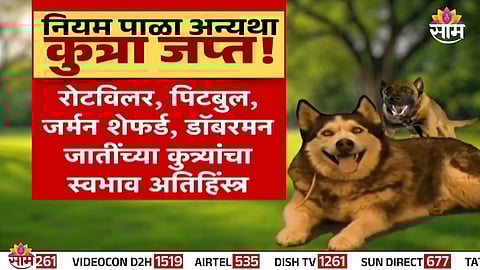 Municipal action against dangerous pet dog breeds; owners must follow new safety rules or face seizure of pets.