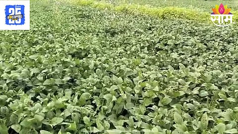 Soyabean Crop