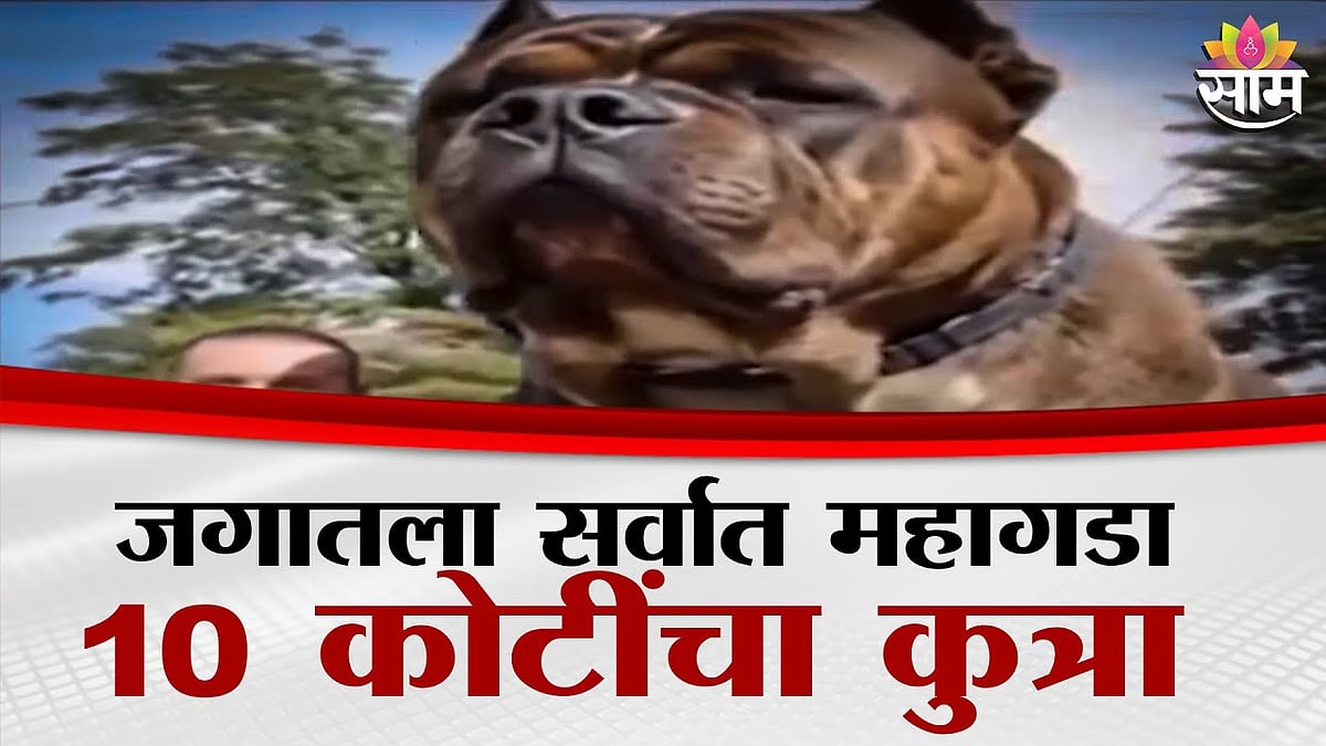 तुम्ही 10 कोटींचा कुत्रा पाहिलाय का? व्हिडिओ पाहून तुम्हीही थक्क व्हाल