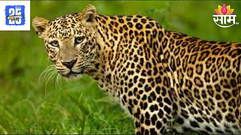 Leopard Attack