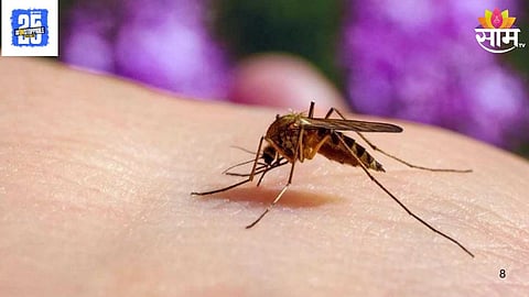 Mosquitoes Factory Fact Check