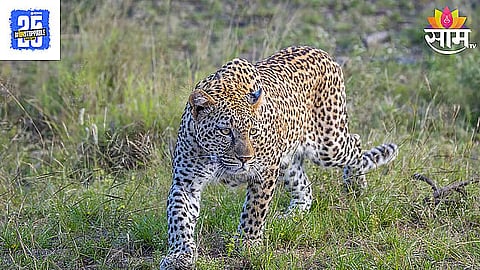 Leopard Attack