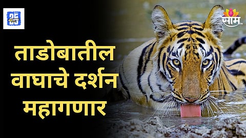 Tadoba Andhari Tiger Reserve : ताडोबातील वाघाचे दर्शन महागणार, 1 ऑक्टोबरपासून सफारी दरात वाढ; किती रुपये मोजावे लागणार?
