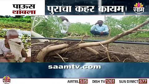 A devastated soybean field in Beed district after torrential rains — farmers voice anguish over lost crops and livelihoods.