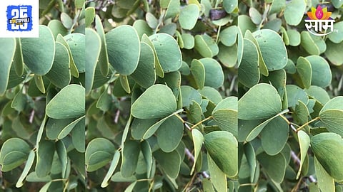 Dussehra Festival  Apatya Leave