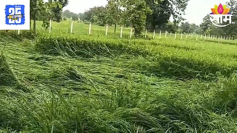 Gondia Rain 