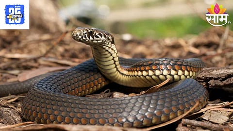 Snake Bite