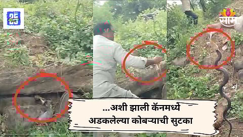 Cobra Rescue : सरपटत गेला अन् बियरच्या कॅनमध्ये अडकला; विषारी सापाच्या सुटकेचा थरार कॅमेऱ्यात कैद, VIDEO