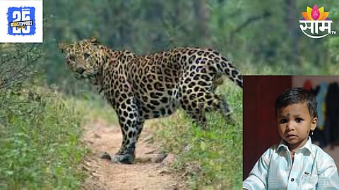 Leopard Attack