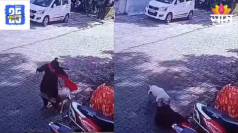 Dog Attack