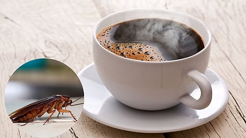 cockroach in coffee