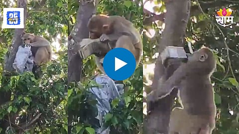 Viral Video : माकडाची करामत! माकडाने पळवले वकिलाचे ५० हजार, झाडावर बसून केला नोटांचा वर्षाव, पहा  Video