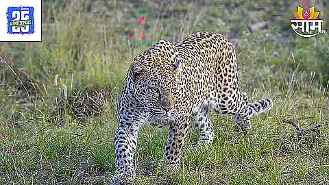 Leopard Attack