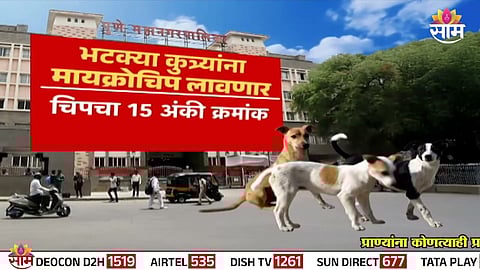 Pune Municipal Corporation officials microchipping a stray dog as part of the new initiative to track sterilization and vaccination.