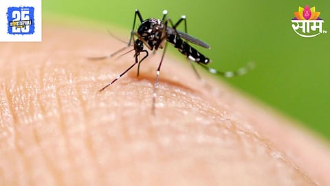 Dengue 