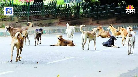 Pune Police arrest accused in shocking stray dog abuse case in Model Colony