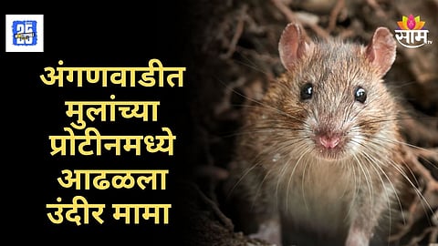 Shocking : धक्कादायक प्रकार! अंगणवाडीच्या खाऊमध्ये आढळला मेलेला उंदीर