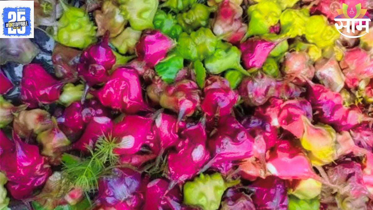 Singada Benefits : शिंगाडे संजीवनीपेक्षा कमी नाही; ५ फायदे वाचून व्हाल ...