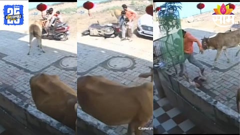 Bull Attack