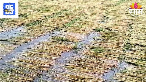Rain 