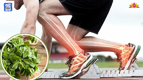 Essential Calcium Sources for Daily Diet