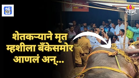 Maharashtra Farmer : पैसे द्या नाहीतर मेलेली म्हैस घ्या! शेतकऱ्याचा संताप उफाळला, मृत म्हशीसह बँकेसमोर आंदोलन