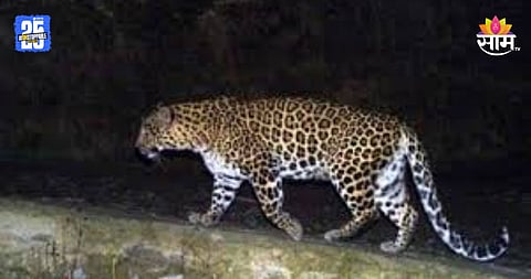 Leopard: दिसताच गोळ्या घाला, अनेकांचा जीव घेणाऱ्या शिरूरमधील बिबट्याला नरभक्षक घोषित, वनविभागाचे आदेश