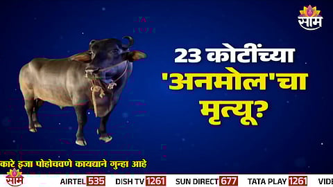 Anmol, the ₹23 crore Murrah bull from Haryana’s Sirsa district, alive and healthy despite viral death rumours.