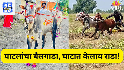 नाद करा, पण 'बिजल्या'चा कुठं! शेतकऱ्यानं ११ लाखांना बैल विकला; घोड्यालाही घाम फोडणाऱ्या बिजल्याचा खुराक जाणून थक्क व्हाल