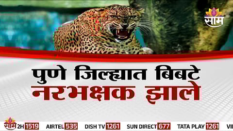 Leopard attacks increasing in Pune