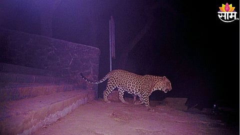 Leopard Attack On  4-Year-Old Girl
