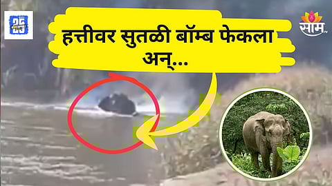 Onkar Elephant : नदीत अंघोळ करणाऱ्या ओंकार हत्तीवर अमानुष हल्ला, अंगावर सुतळी बॉम्ब फेकले अन्...