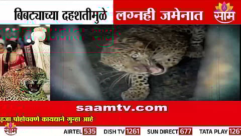 Villagers in Shirur avoid outdoor gatherings as leopard terror grips the region; weddings postponed due to fear of big cats.