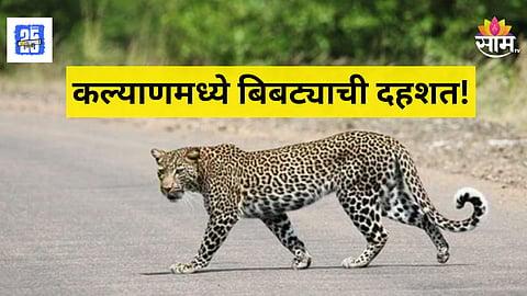 Kalyan News : नगर-पुण्यानंतर कल्याणमध्ये बिबट्याची दहशत, कुत्रे-जनावारांवर हल्ला, नागरिकांसमोर मुलांच्या सुरक्षेचा प्रश्न