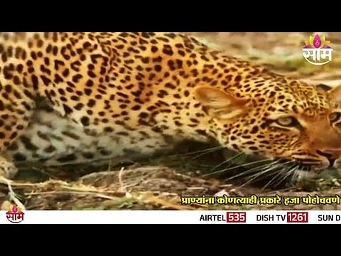 Villagers in shock after a leopard attack in Ahilyanagar forest officials launch search operation to capture the predator.
